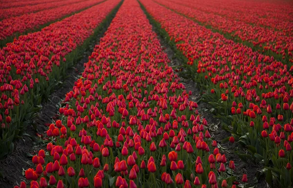 Květiny kvetou na hřišti, tulipány — Stock fotografie