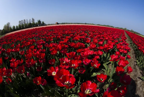 I fiori stanno fiorendo sul campo, tulipani — Foto Stock