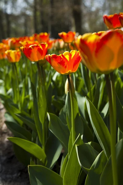 Lindas tulipas — Fotografia de Stock