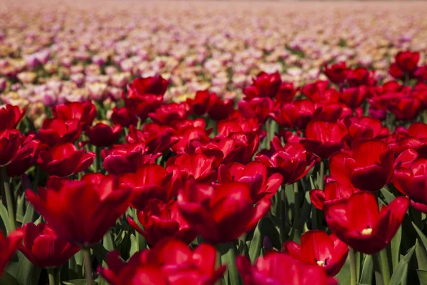 Flowers are blooming on the field, tulips — Stock Photo, Image