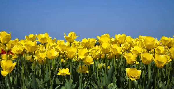 Flores están floreciendo en el campo, tulipanes —  Fotos de Stock