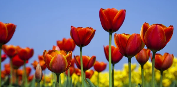 Des fleurs fleurissent sur le champ, des tulipes — Photo