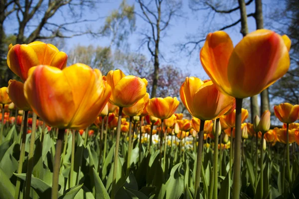 Mező tulipánok, színes háttér — Stock Fotó