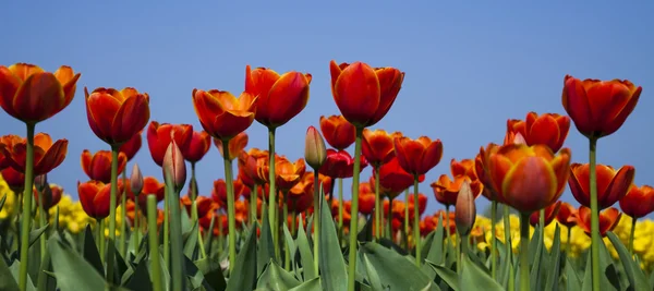 Närbild på blomman, tulip — Stockfoto