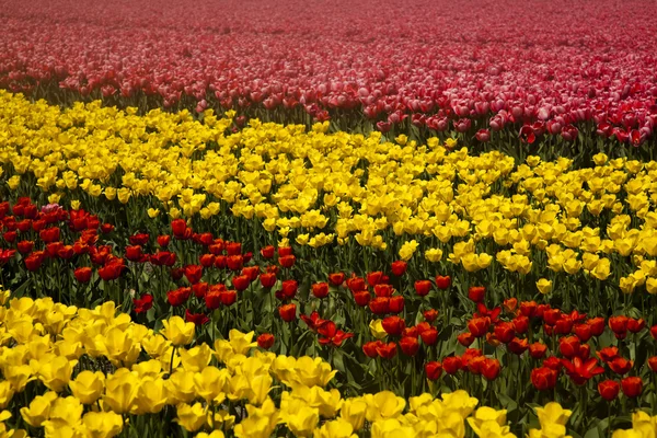 Çiçek, closeup Lale — Stok fotoğraf