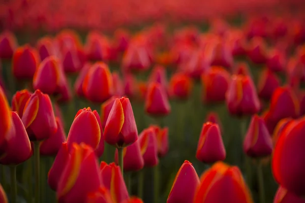 Champ de tulipes, fond coloré — Photo
