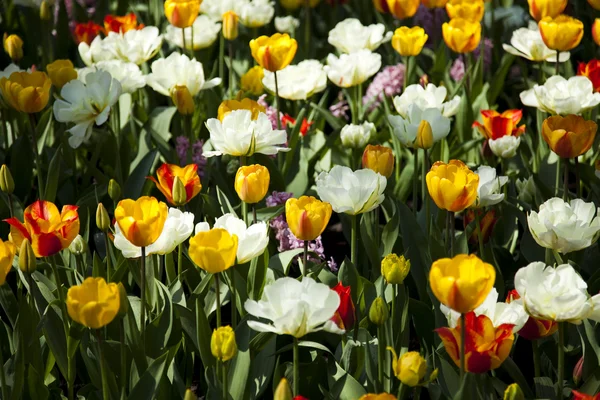 Tulipany, kolorowe tło — Zdjęcie stockowe