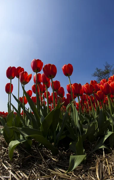 Tulipány, barevné pozadí — Stock fotografie