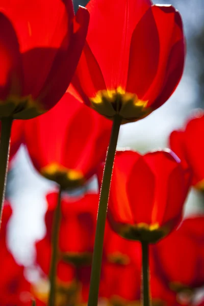 Rode tulpen achtergrond — Stockfoto