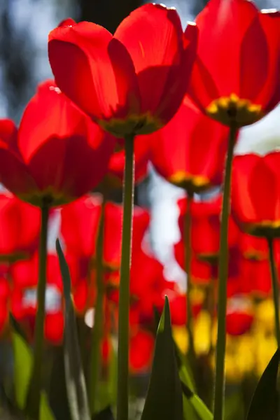 Rode tulpen achtergrond — Stockfoto
