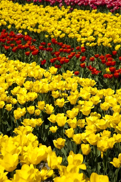 Feld von Tulpen, buntem Hintergrund — Stockfoto