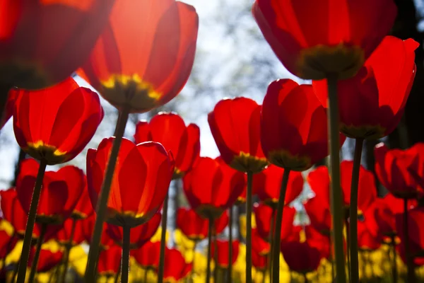 Czerwone tulipany tło — Zdjęcie stockowe