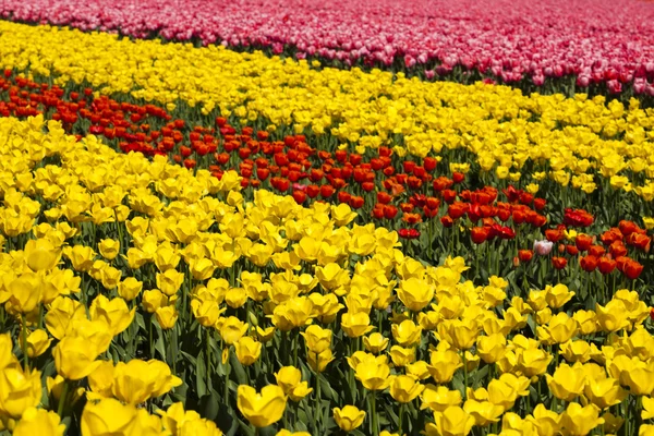 Feld von Tulpen, buntem Hintergrund — Stockfoto