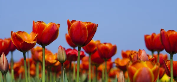Fond de tulipes rouges — Photo