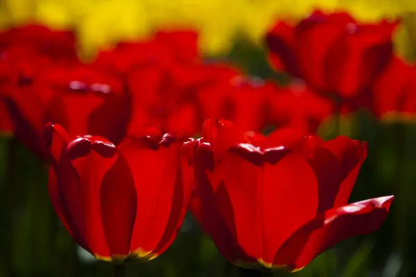 Red tulips background — Stock Photo, Image