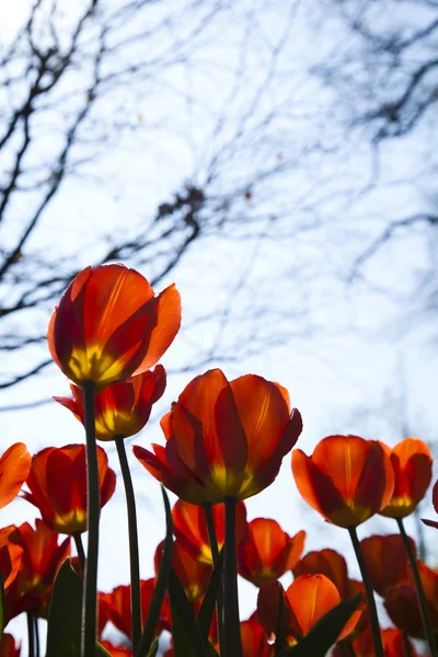 Closeup of flower, tulip — Stock Photo, Image