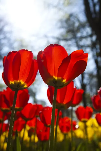 Närbild på blomman, tulip — Stockfoto