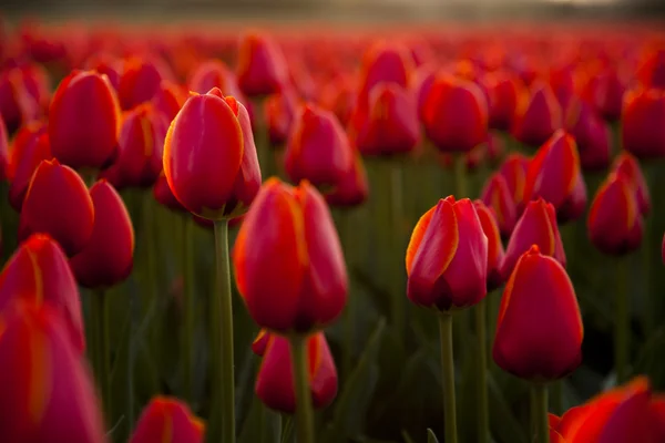 Primo piano di fiore, tulipano — Foto Stock