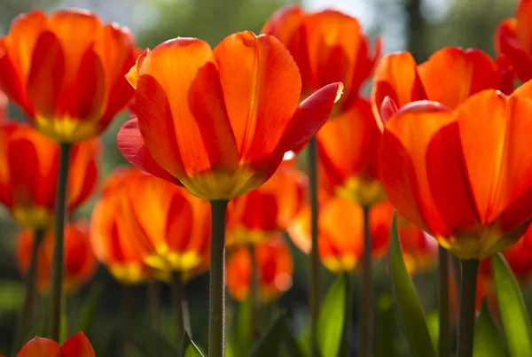 Primo piano di fiore, tulipano — Foto Stock