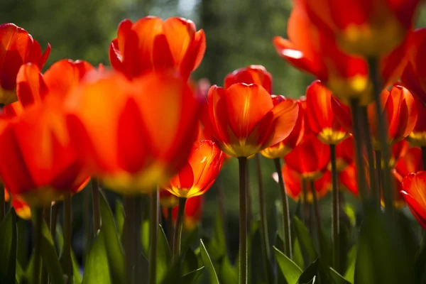 Смешанные тюльпаны — стоковое фото