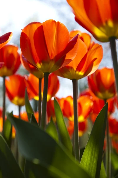 Mieszane tulipany — Zdjęcie stockowe