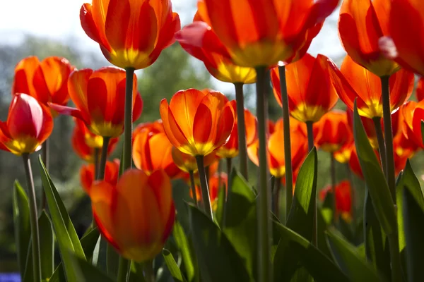 Jardim das tulipas — Fotografia de Stock