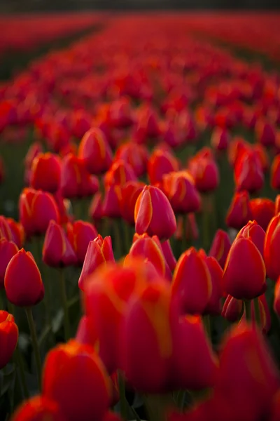 Zahrada tulipánů — Stock fotografie