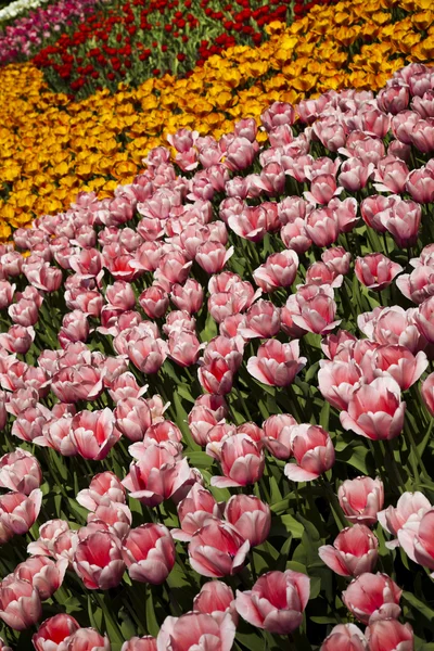 Gemischte Tulpen — Stockfoto