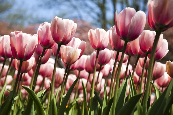 Tulipánok a kert — Stock Fotó