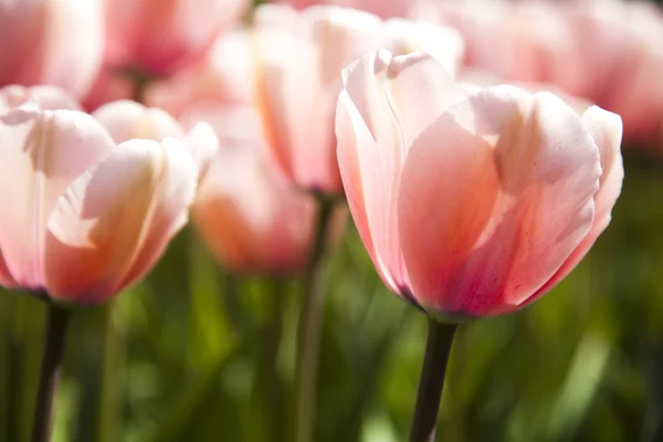 Fresh Beautiful Tulips — Stock Photo, Image