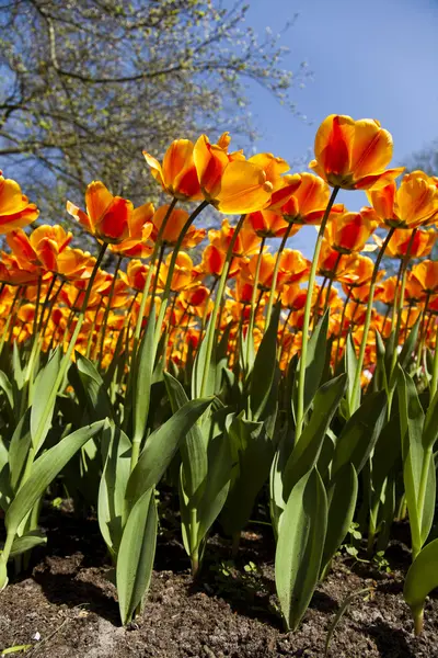 Friss tulipánok — Stock Fotó
