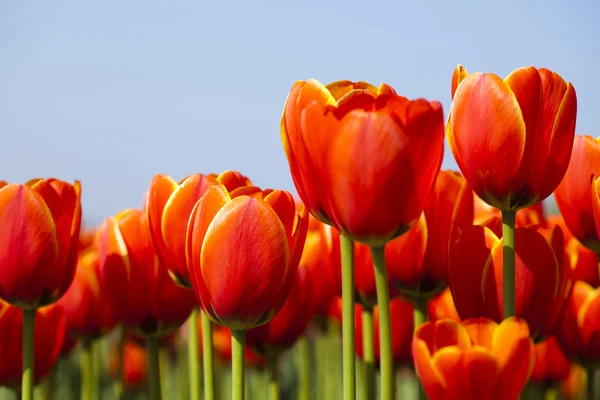 Fresco bei tulipani — Foto Stock