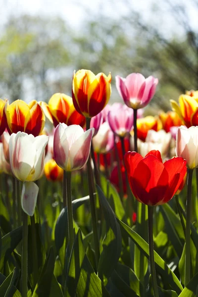 Tulipanes multicolores — Foto de Stock