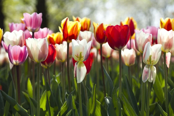 Tulipani multicolori — Foto Stock