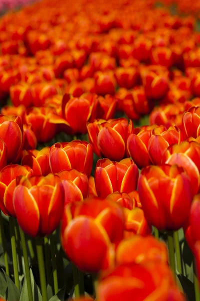 stock image Flowers