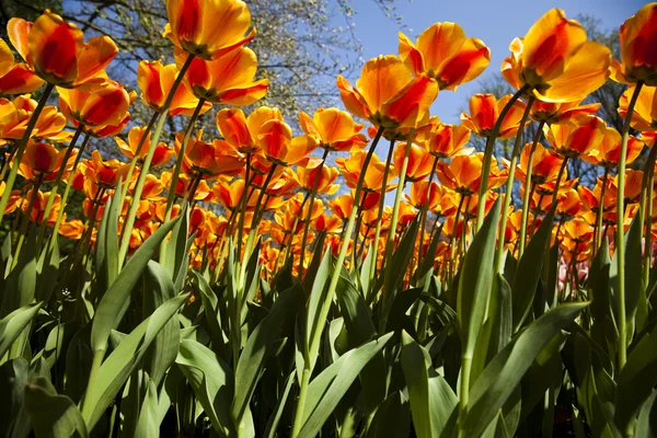 Zahrada tulipánů — Stock fotografie