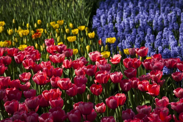 Giardino di tulipani — Foto Stock