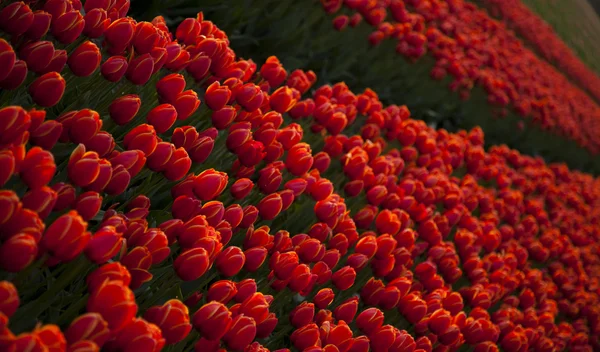 Червоні тюльпани фону — стокове фото