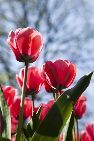 Сад тюльпанов — стоковое фото