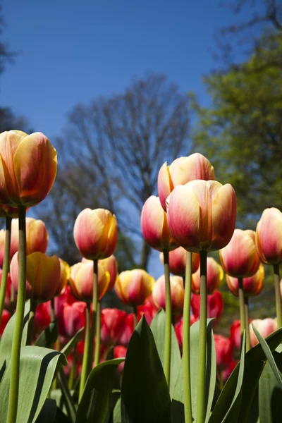 Сад тюльпанов — стоковое фото