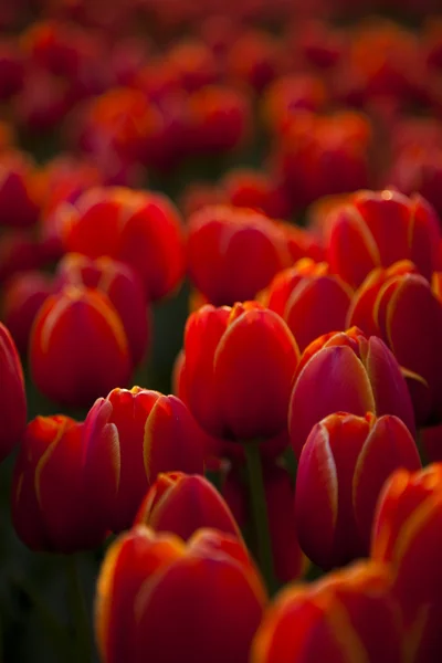 Fondo rojo tulipanes —  Fotos de Stock