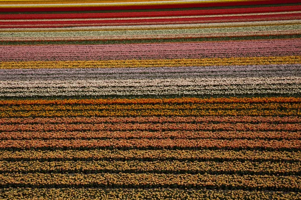 Kwiaty kwitną na polu, tulipany — Zdjęcie stockowe
