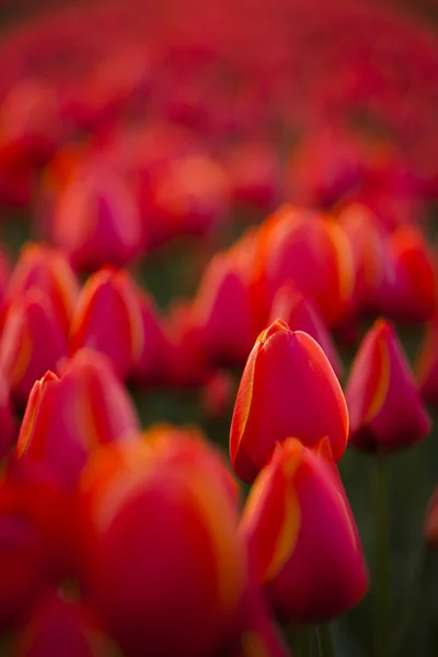 Tulipani rossi sfondo — Foto Stock