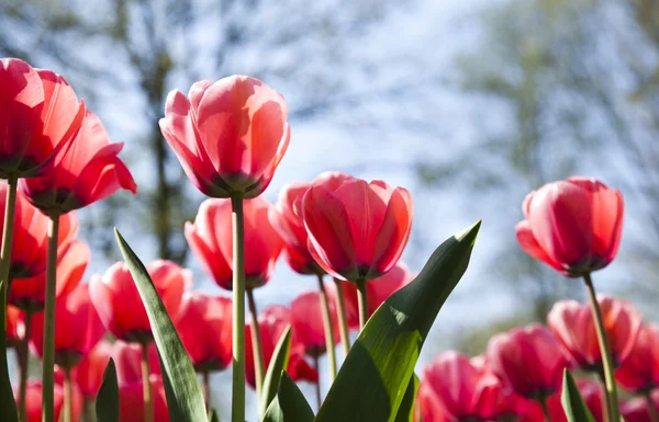 Vacker vår tulip — Stockfoto