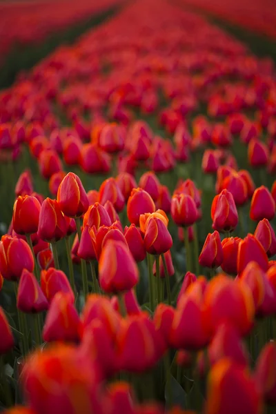 Krásný jarní Tulipán — Stock fotografie