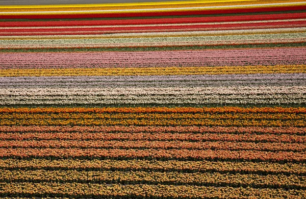 Blumen blühen auf dem Feld, Tulpen — Stockfoto