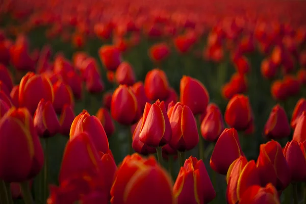 Bel tulipano primaverile — Foto Stock