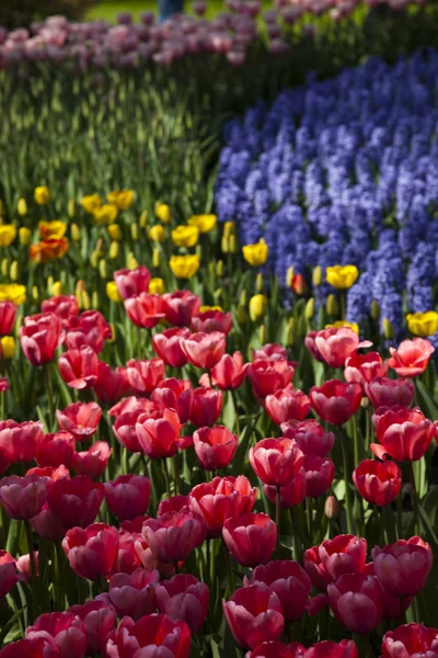 아름 다운 봄 튤립 — 스톡 사진