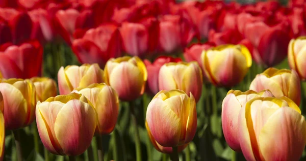 Beautiful spring tulip — Stock Photo, Image