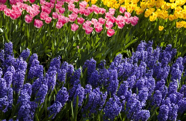 Våren i trädgården — Stockfoto